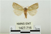 遠藤氏波紋蛾藏品圖，第2張