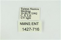 遠藤氏波紋蛾藏品圖，第3張