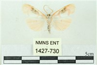 臺雪苔蛾藏品圖，第2張