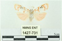 臺雪苔蛾藏品圖，第1張