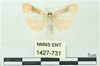 臺雪苔蛾藏品圖，第2張