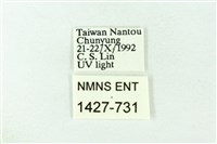 臺雪苔蛾藏品圖，第3張