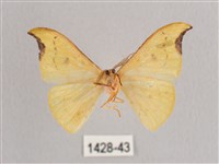 彎黑黃鉤蛾藏品圖，第2張