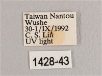 彎黑黃鉤蛾藏品圖，第3張