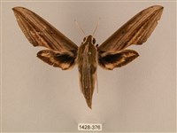 棕綠背線天蛾藏品圖，第1張