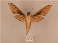 棕綠背線天蛾藏品圖，第2張