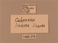 棕綠背線天蛾藏品圖，第3張