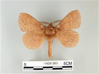 波紋枯葉蛾藏品圖，第1張