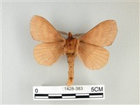 波紋枯葉蛾藏品圖，第2張