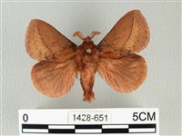 褐斜帶枯葉蛾藏品圖，第1張