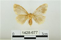 黑翅黃毒蛾藏品圖，第2張