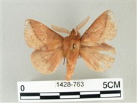 褐斜帶枯葉蛾藏品圖，第1張