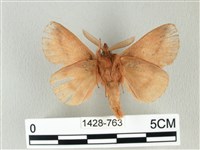 褐斜帶枯葉蛾藏品圖，第2張