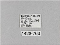 褐斜帶枯葉蛾藏品圖，第3張