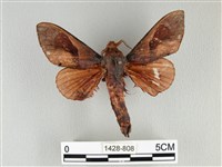 大褐斑枯葉蛾藏品圖，第1張