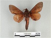 大褐斑枯葉蛾藏品圖，第2張