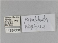 大褐斑枯葉蛾藏品圖，第3張