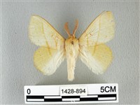 青枯葉蛾藏品圖，第1張