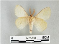 青枯葉蛾藏品圖，第2張