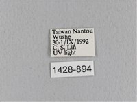 青枯葉蛾藏品圖，第3張