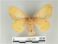 青枯葉蛾藏品圖，第2張