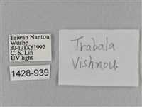 青枯葉蛾藏品圖，第3張