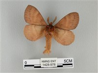 波紋枯葉蛾藏品圖，第2張