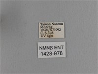 波紋枯葉蛾藏品圖，第3張