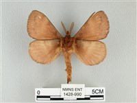 波紋枯葉蛾藏品圖，第2張