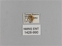 波紋枯葉蛾藏品圖，第3張