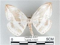 圓翅大鉤蛾藏品圖，第1張