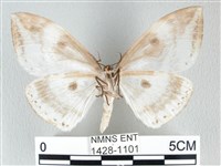 圓翅大鉤蛾藏品圖，第2張