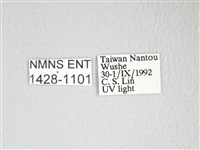 圓翅大鉤蛾藏品圖，第3張