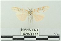 臺雪苔蛾藏品圖，第1張