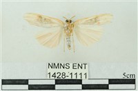 臺雪苔蛾藏品圖，第2張