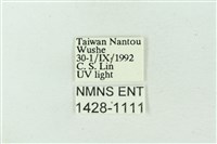 臺雪苔蛾藏品圖，第3張