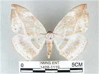 圓翅大鉤蛾藏品圖，第1張