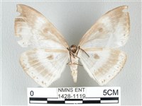 圓翅大鉤蛾藏品圖，第2張