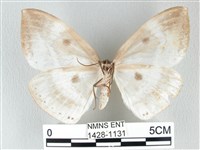 圓翅大鉤蛾藏品圖，第2張