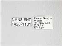 圓翅大鉤蛾藏品圖，第3張