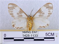 後凸蝶燈蛾藏品圖，第2張