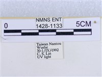 後凸蝶燈蛾藏品圖，第3張