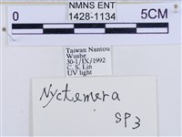 後凸蝶燈蛾藏品圖，第3張