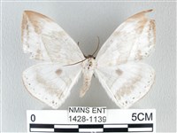 圓翅大鉤蛾藏品圖，第1張