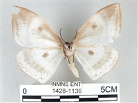 圓翅大鉤蛾藏品圖，第2張