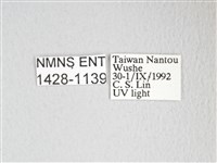 圓翅大鉤蛾藏品圖，第3張