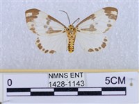 後凸蝶燈蛾藏品圖，第1張