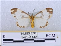 後凸蝶燈蛾藏品圖，第2張