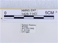 後凸蝶燈蛾藏品圖，第3張