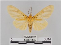 橙擬燈蛾藏品圖，第1張